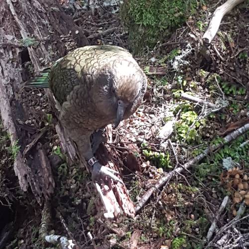 Probably a Male Adult kea