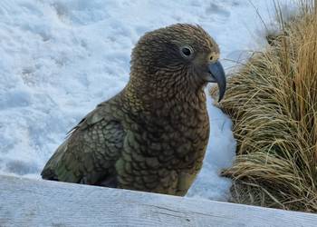 Probably a Male Adult kea