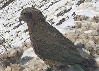 Probably a Male Adult kea