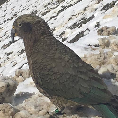 Probably a Male Adult kea