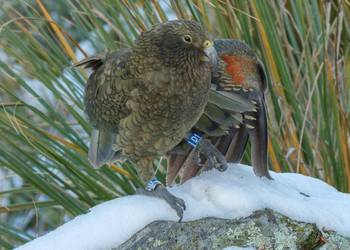 Probably a Female Sub-Adult kea