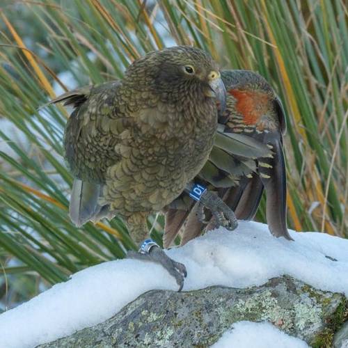 Probably a Female Sub-Adult kea
