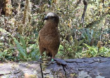 Probably a Male null kea