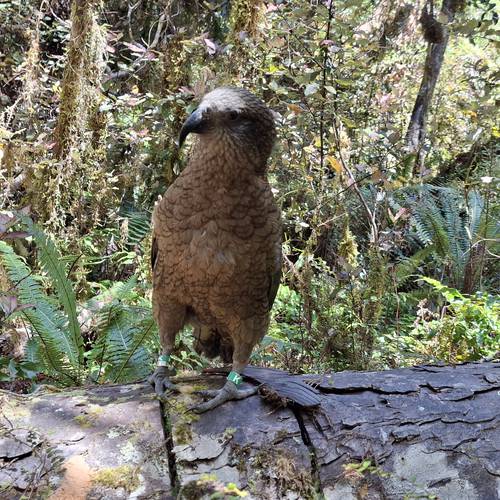Probably a Male null kea