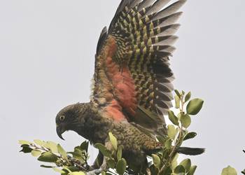 Probably a Male Adult kea