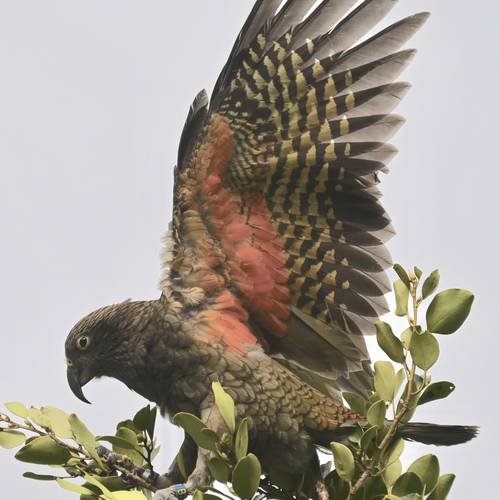 Probably a Male Adult kea