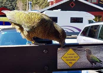 Probably a Female Adult kea