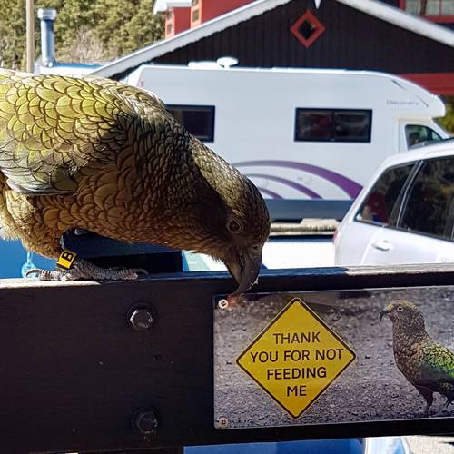 Probably a Female Adult kea