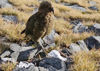 Probably a Male Adult kea