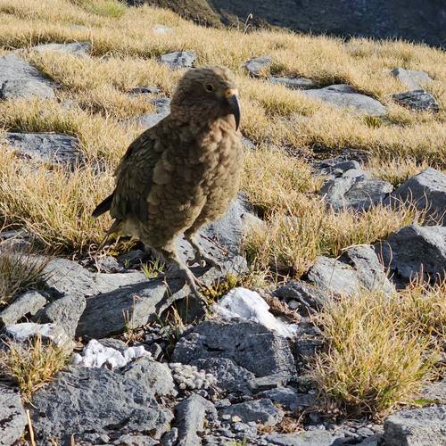 Probably a Male Adult kea