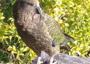 Probably a Male Sub-Adult kea