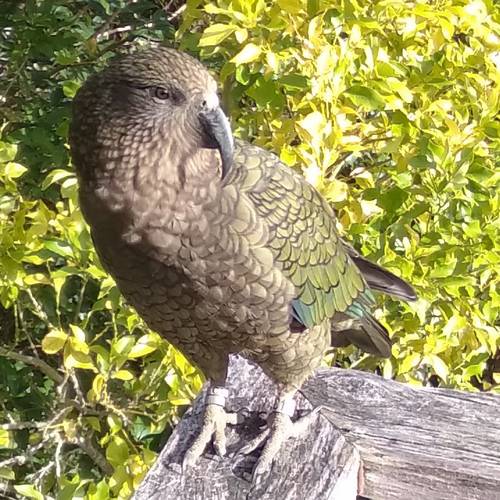 Probably a Male Sub-Adult kea
