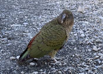 Probably a Male Adult kea
