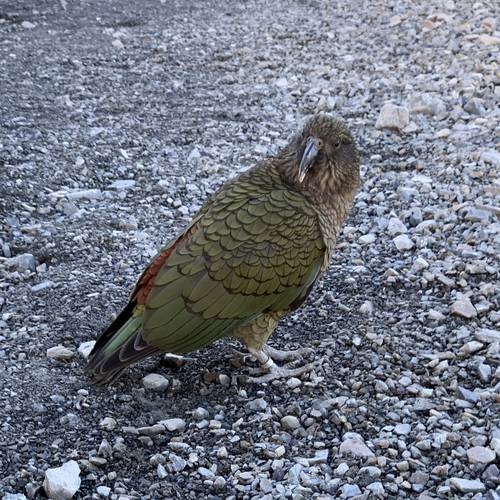 Probably a Male Adult kea