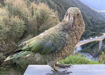 Probably a Male Adult kea