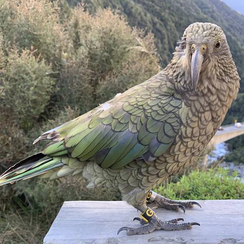 Probably a Male Adult kea