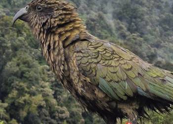 Probably a Female Juvenile kea
