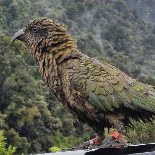Probably a Female Juvenile kea