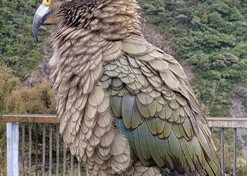 Probably a Male Adult kea