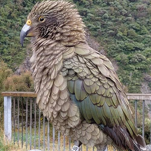 Probably a Male Adult kea