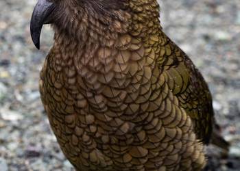 Probably a Male Adult kea