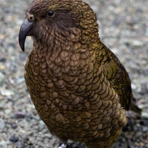 Probably a Male Adult kea