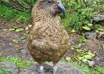 Probably a Male Adult kea