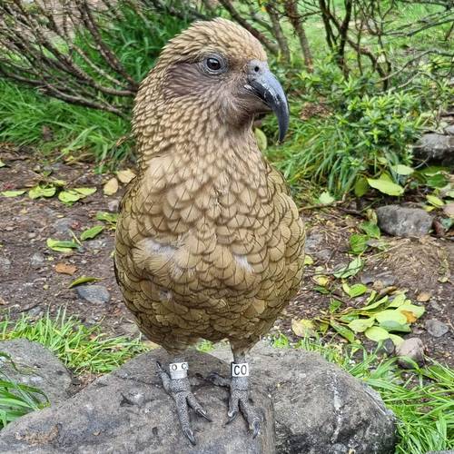Probably a Male Adult kea