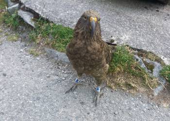 Probably a Male Adult kea