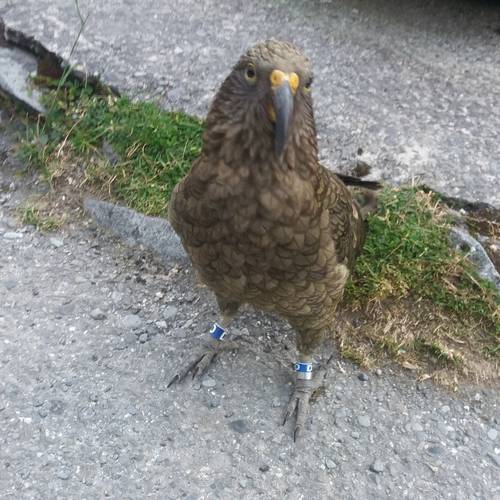 Probably a Male Adult kea