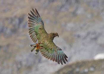 Probably a Male Adult kea