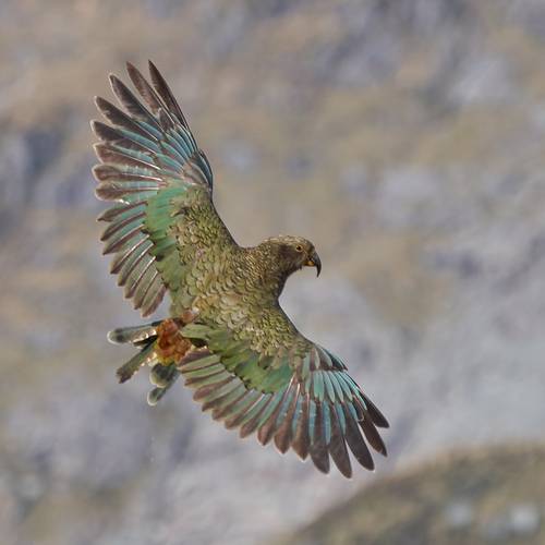 Probably a Male Adult kea