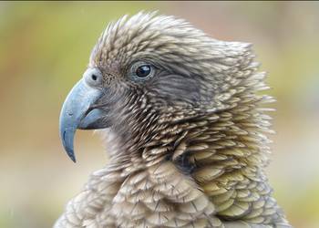 Probably a Female null kea