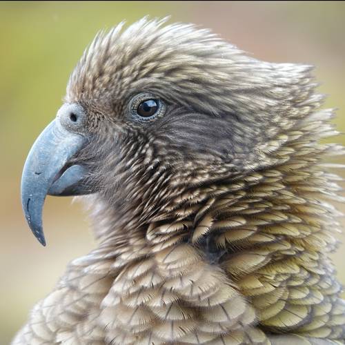 Probably a Female null kea