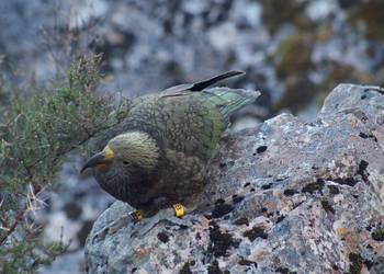 Probably a Male Adult kea
