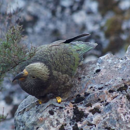 Probably a Male Adult kea