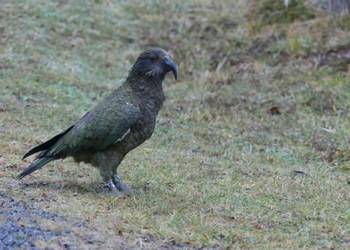 Probably a Male Adult kea