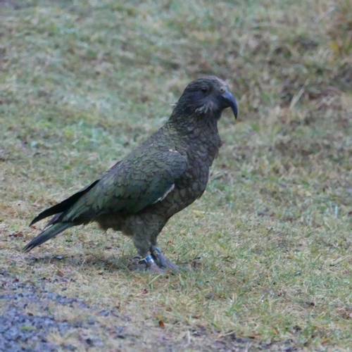 Probably a Male Adult kea