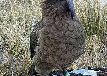Probably a Male Adult kea