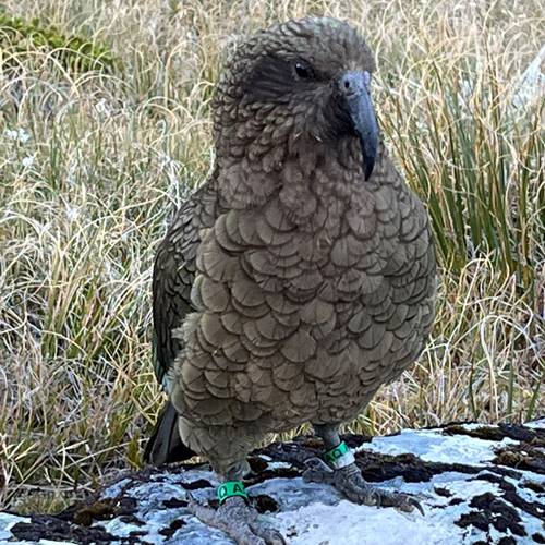 Probably a Male Adult kea