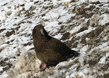 Probably a Female Adult kea