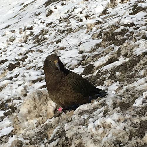 Probably a Female Adult kea