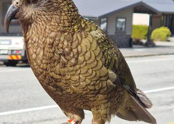 Probably a Male Adult kea