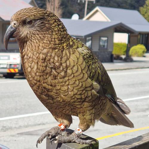 Probably a Male Adult kea