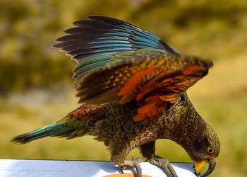 Probably a Undetermined Adult kea