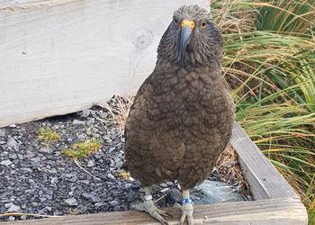 Probably a Male Adult kea