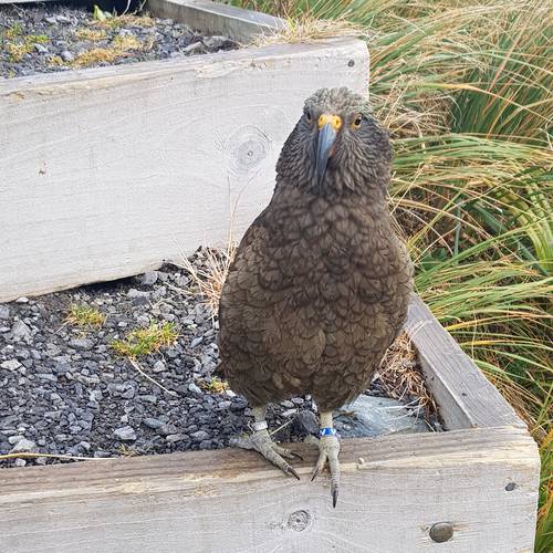 Probably a Male Adult kea