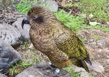 Probably a Male Adult kea