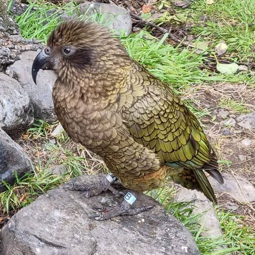 Probably a Male Adult kea