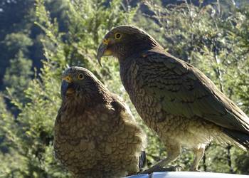 Probably a Male Adult kea